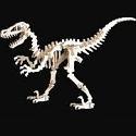 imagem do arquivo vetor para download Velociraptor 3D