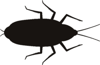 imagem do arquivo vetor para download Vetor de barata