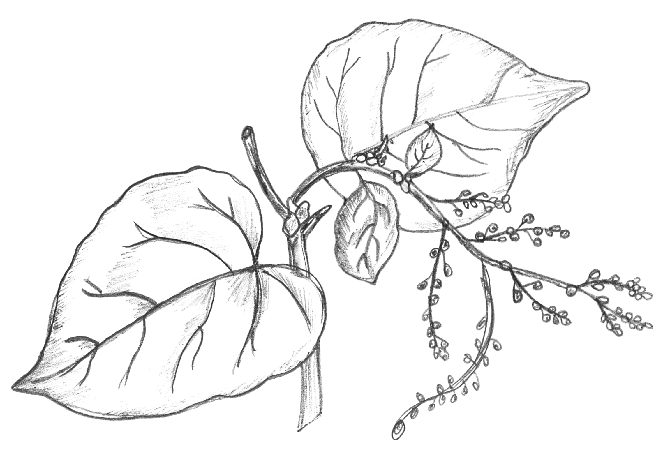 imagem do arquivo vetor para download Vetor de plantas 