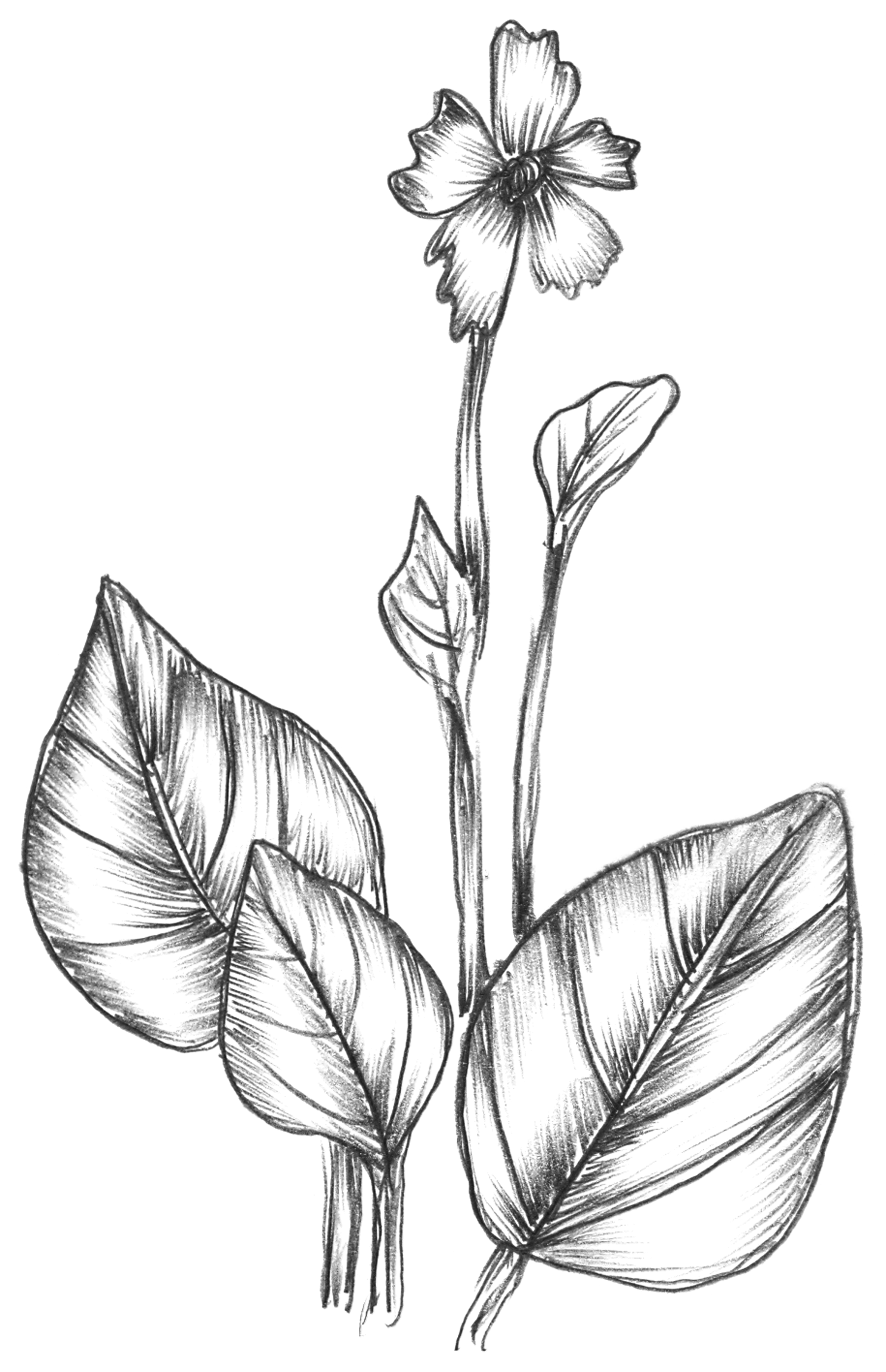 imagem do arquivo vetor para download Vetor de plantas 