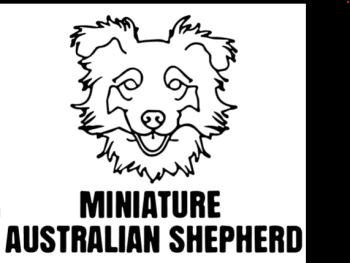 imagem do arquivo vetor para download Cabeça de cão Miniature Australian Shephero