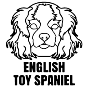 imagem do arquivo vetor para download Cabeça de cão em vetor English Toy Spaniel