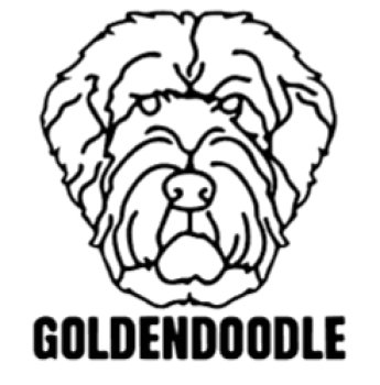 imagem do arquivo vetor para download Cabeça de cão em vetor Goldendoodle
