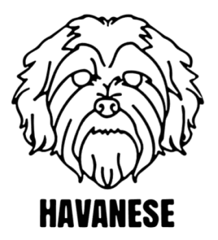 imagem do arquivo vetor para download Cabeça de cão em vetor Havanese