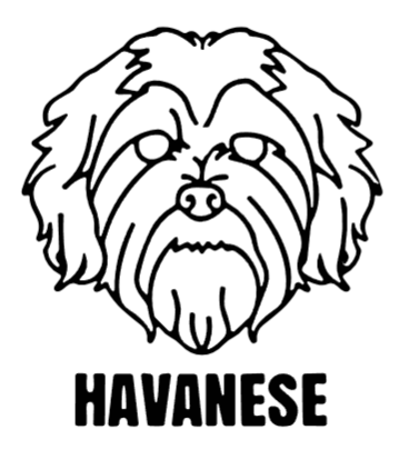 imagem do arquivo vetor para download Cabeça de cão em vetor Havanese 