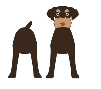 imagem do arquivo vetor para download Caixa cão Doodleman Pinscher