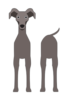 imagem do arquivo vetor para download Caixa cão Italian Greyhound