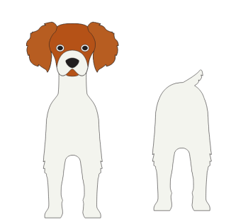 imagem do arquivo vetor para download Caixa cão Spaniel bretão