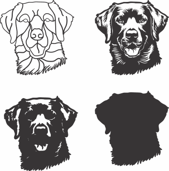 imagem do arquivo vetor para download Vetor de cão Chesapeake Bay Retri