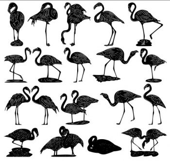 imagem do arquivo vetor para download Vetores de Flamingos