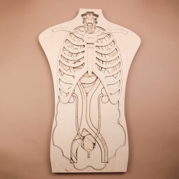 imagem do arquivo vetor para download Mostruário de Anatomia Humana em madeira 3D