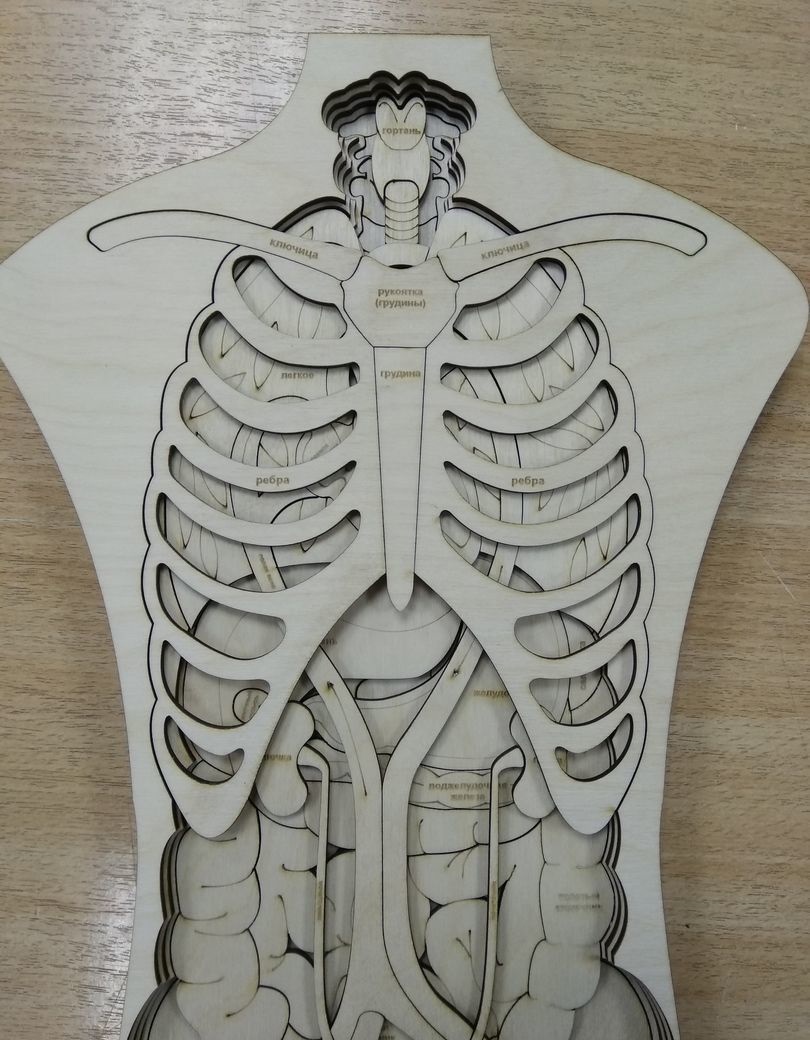 imagem do arquivo vetor para download Mostruário de Anatomia Humana em madeira 3D